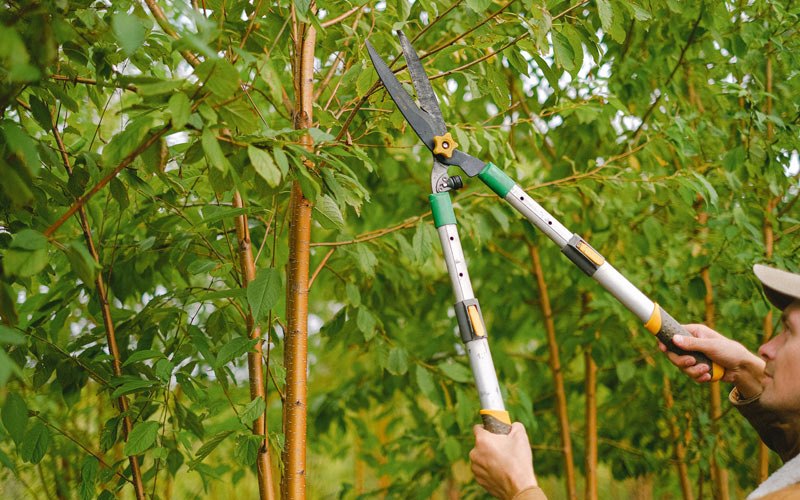 Tree trimming in Richardton, ND